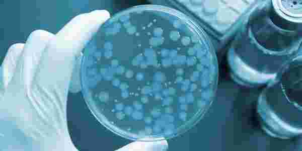 繁殖力の強い食中毒の菌に作用するステビアの殺菌効果はどれぐらい強いのか？