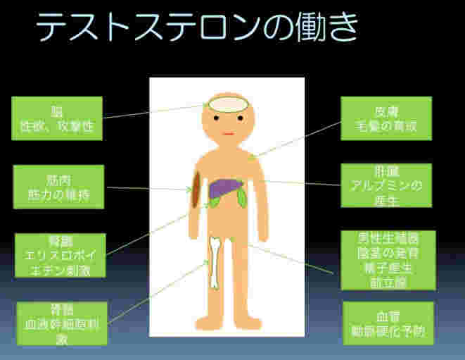 性ホルモンの一種であるテストステロンの働きを阻害してしまう恐れがステビアにはある