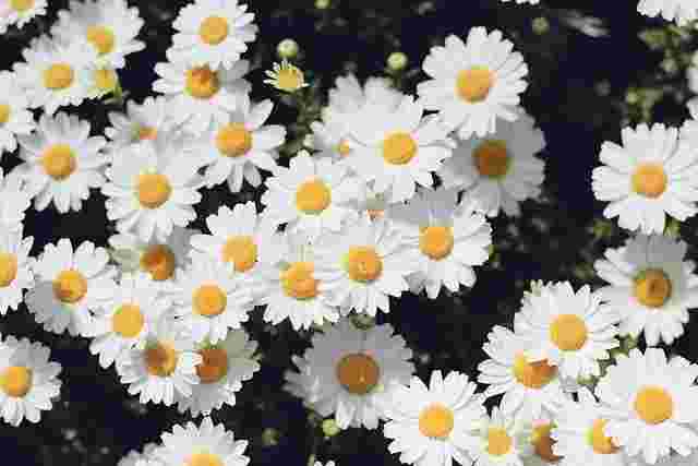 白いデージーの花がたくさん咲いている。