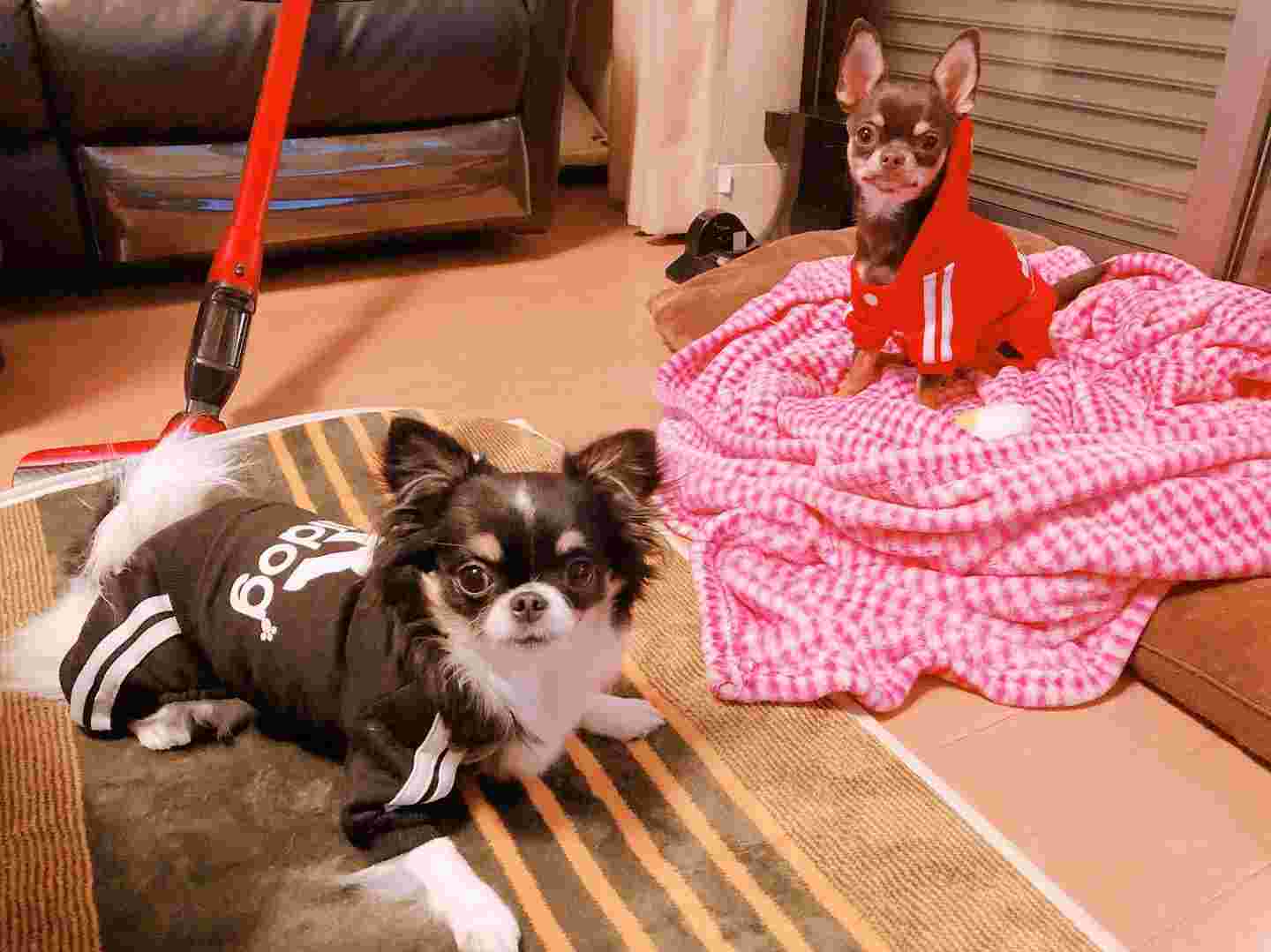 部屋の中で2匹の犬が洋服を着ている様子。
