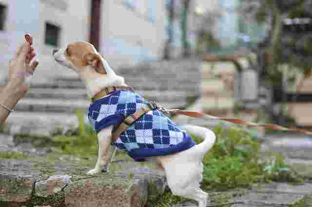 屋外で服を着た犬が餌をもらっている風景。