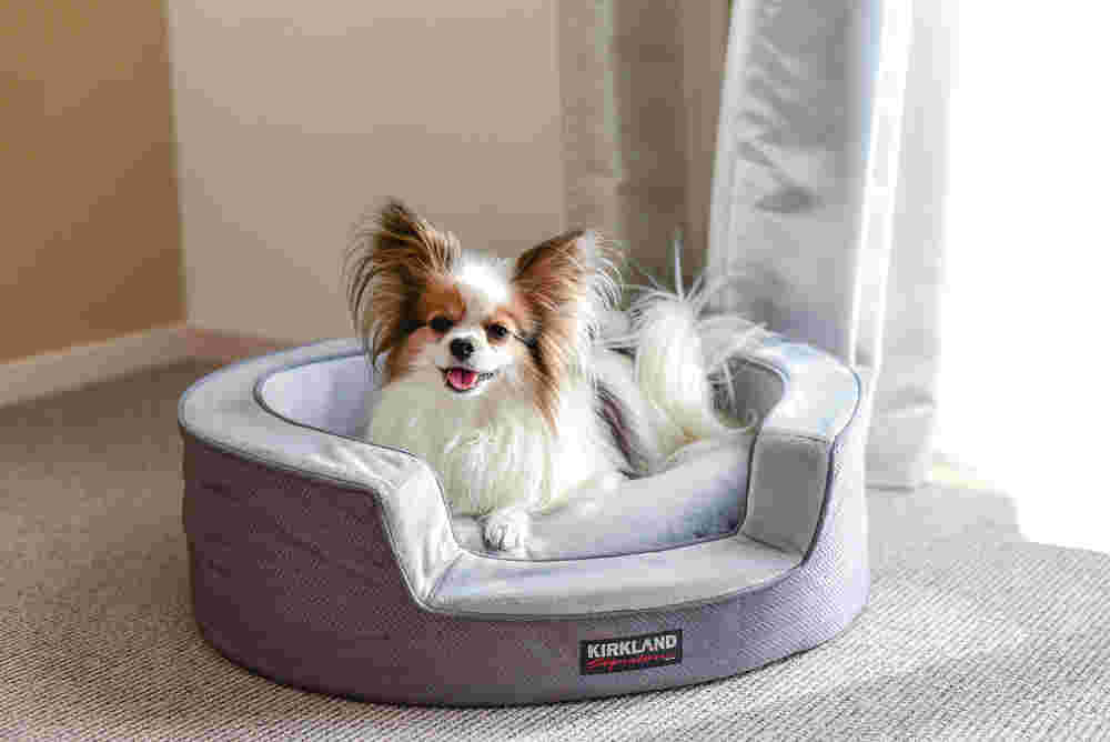 部屋でペット用のベッドの上に小さな犬が横たわっている様子。