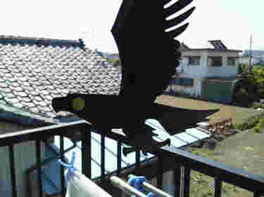 カラスが羽根を広げた鳥よけグッズ