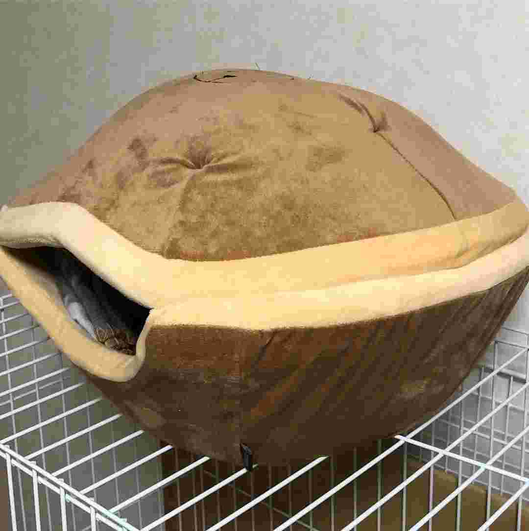 コストコのどら焼き型ペットベットを写している様子