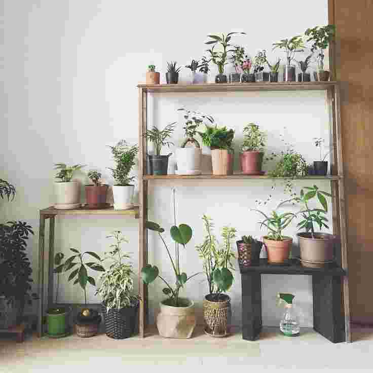 部屋の中の植物だなと観葉植物