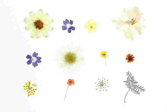 12種類の花の押し花