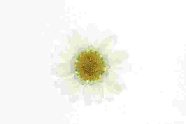 白の花の押し花
