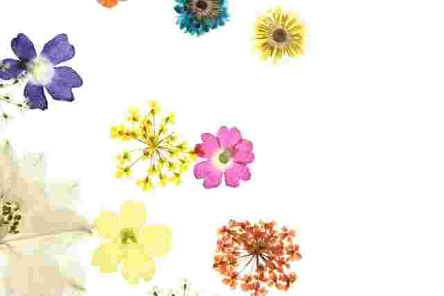 左側に寄せられた押し花の数々