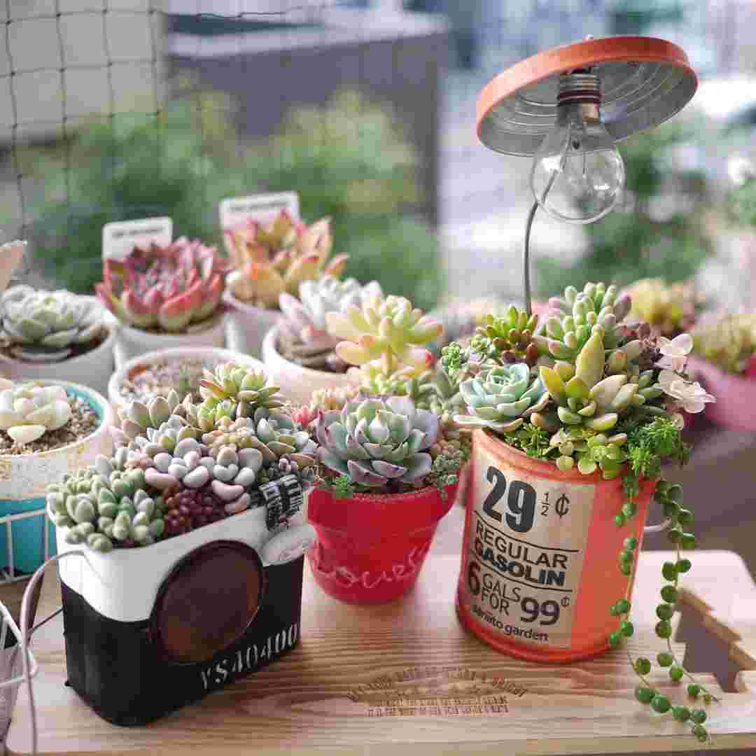 100均の灰皿などのグッズに植えられた多肉植物