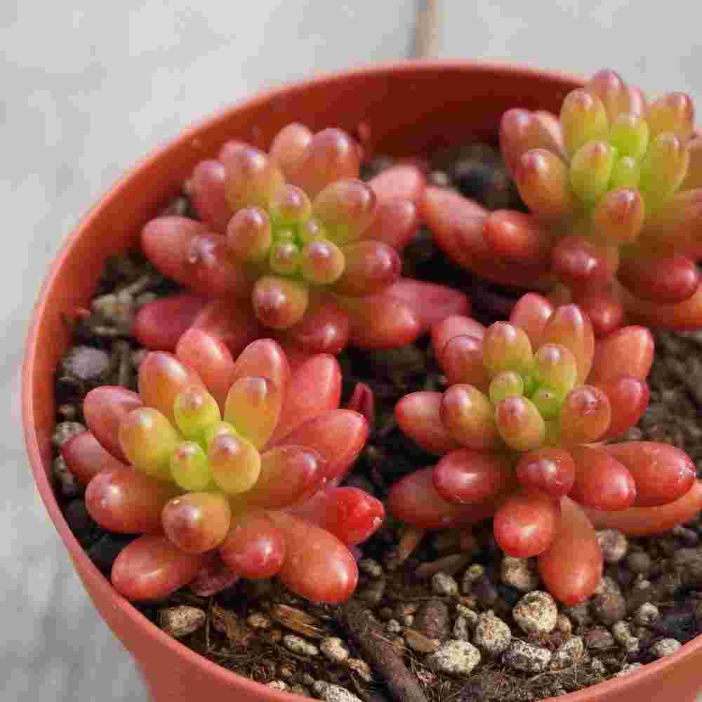 セダム属虹の玉