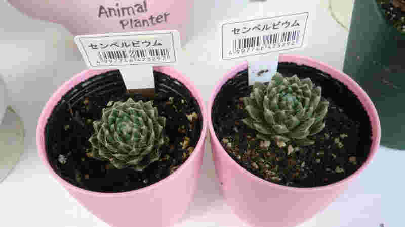 センペルビウム