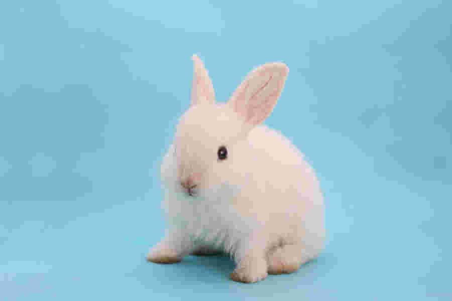 白うさぎの画像