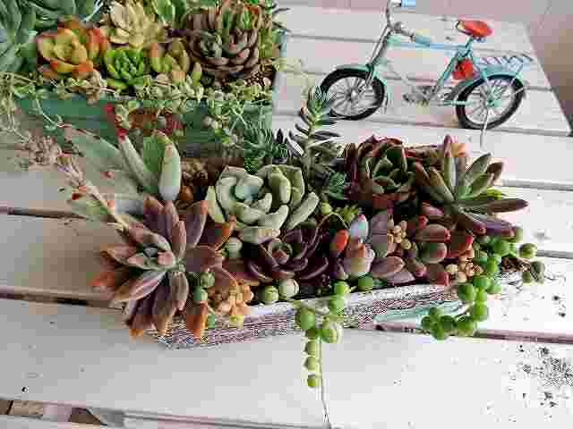 箱に寄せ植えされた多肉植物