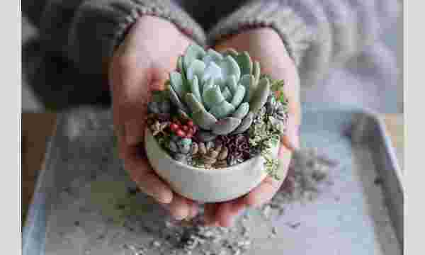 多肉植物が寄せ植えされた小さなプランター