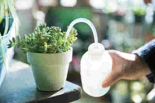 多肉植物に水を与えている様子