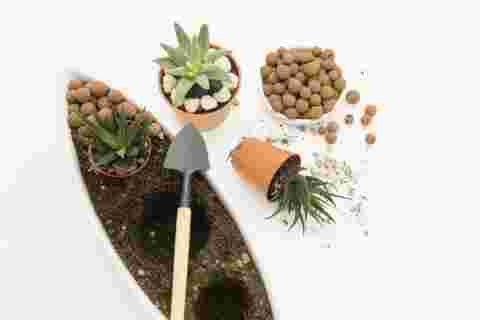 多肉植物の植え替えを行なっているようす