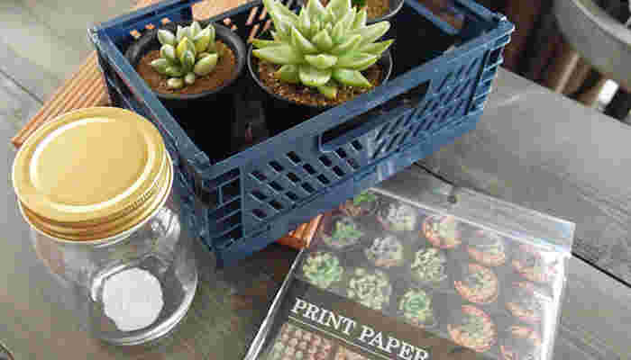 観葉植物を入れた様子