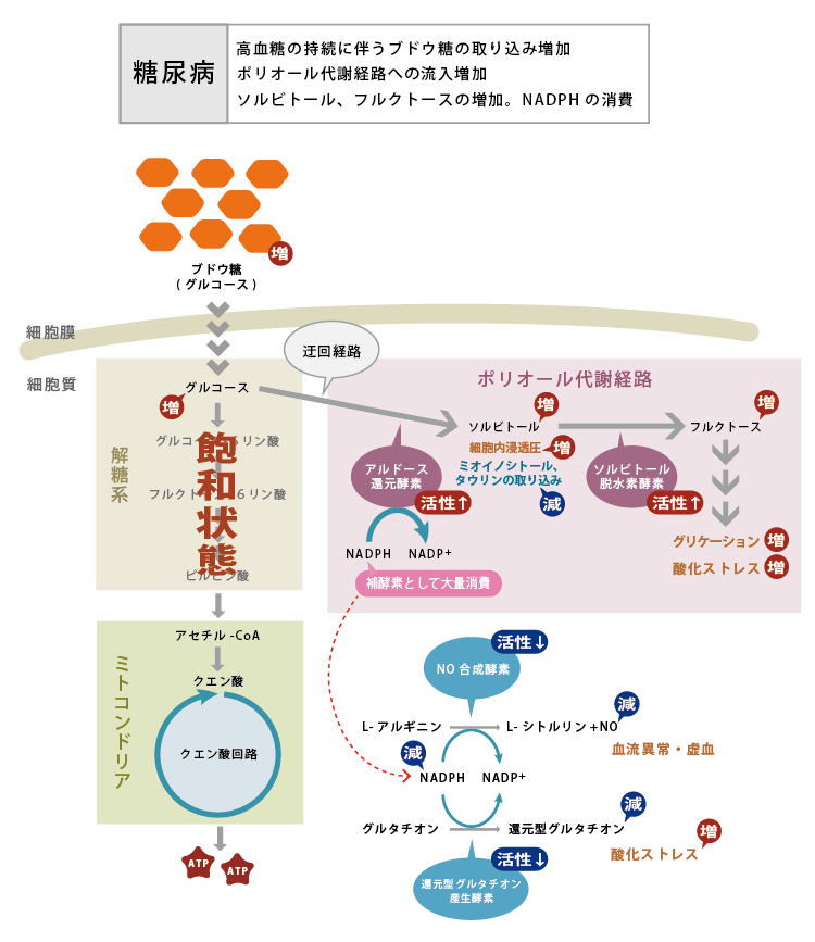 細胞膜のイラストの図。