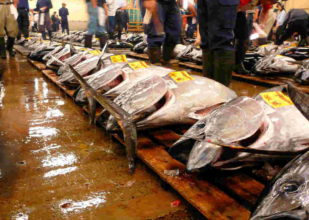 マグロが並べられている様子