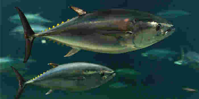 マグロが泳いでいる様子