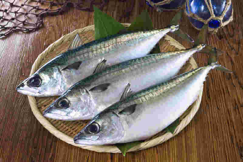 3匹の鯖