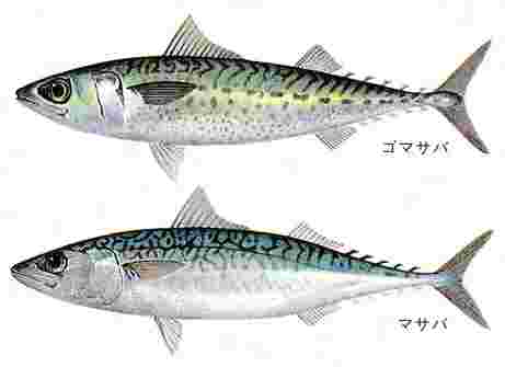 ゴマサバとマサバ