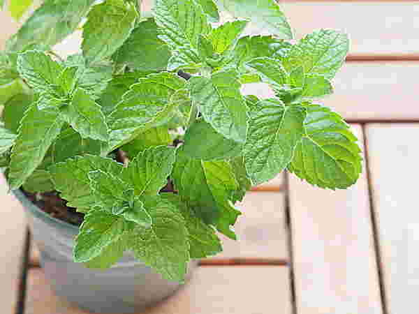 ハーブの植木鉢