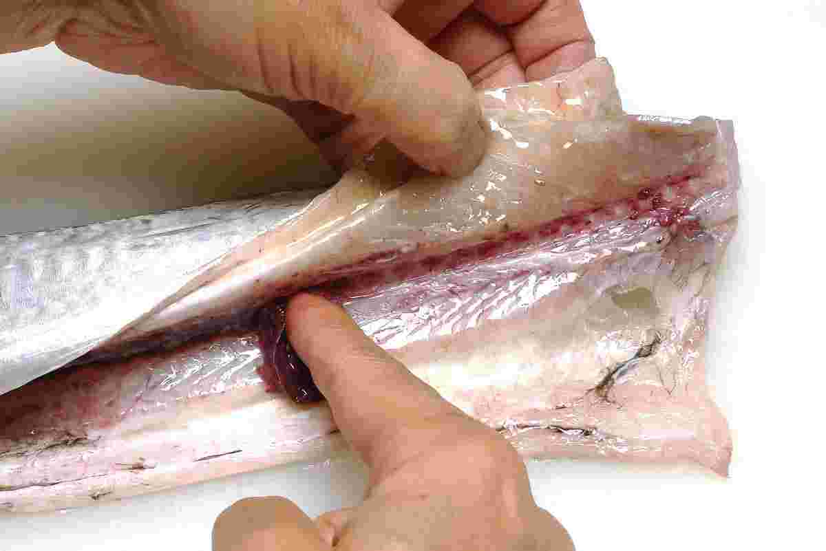 太刀魚のはらわたを取り出している様子