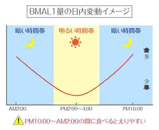 BMAL1の変動グラフ