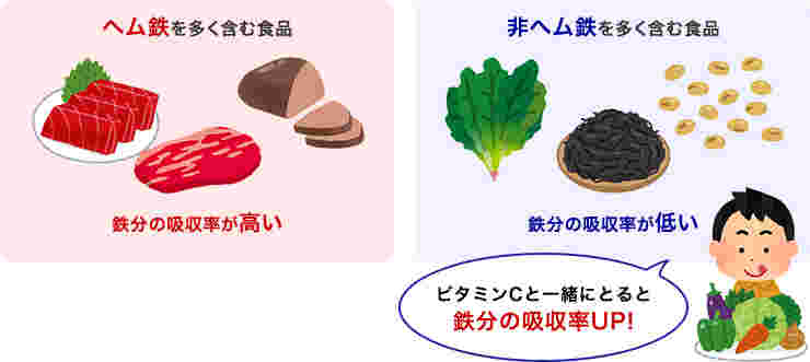ヘム鉄と非ヘム鉄の含む食品一覧