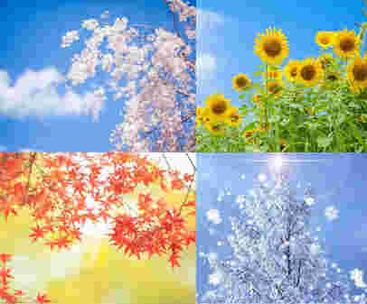 さくらが咲いている枝、多くのひまわりが咲いている、紅葉が綺麗な枝、雪が降って積もっている木の４つで分類されています。