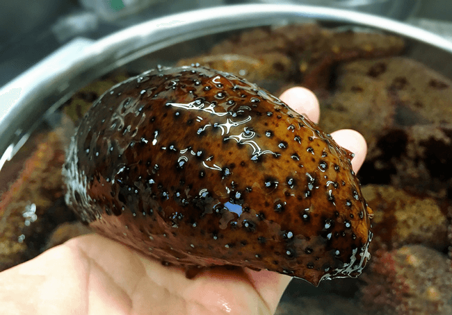 なまこを手ですくい上げた様子