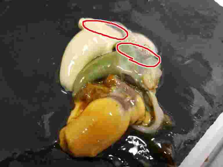 食材の肝を取り出したところ。