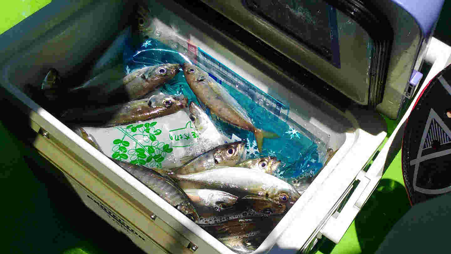 クーラーボックスに入れた魚