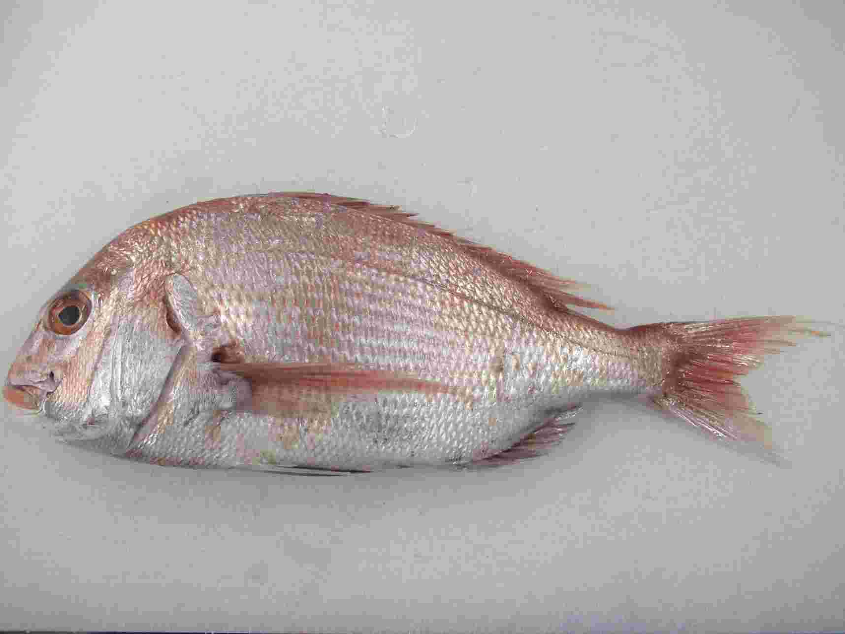 魚のイメージ