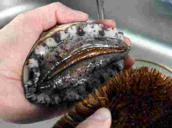 食材の貝をタワシで洗っている様子。