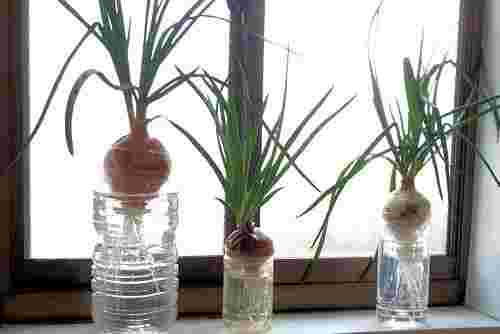 玉ねぎの芽水耕栽培画像