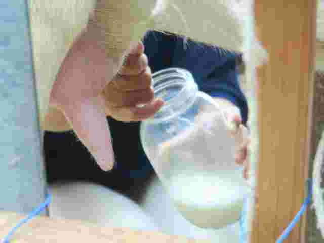 牛の乳しぼり