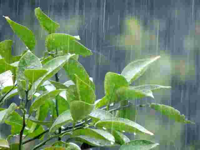 雨