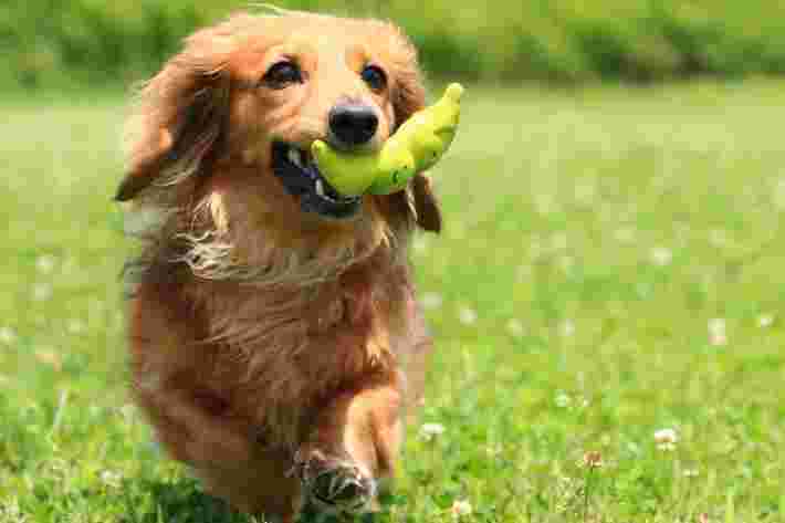 おもちゃをくわえた犬の画像