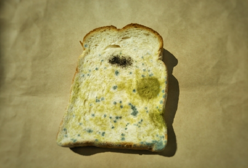 青カビが生えている食パン