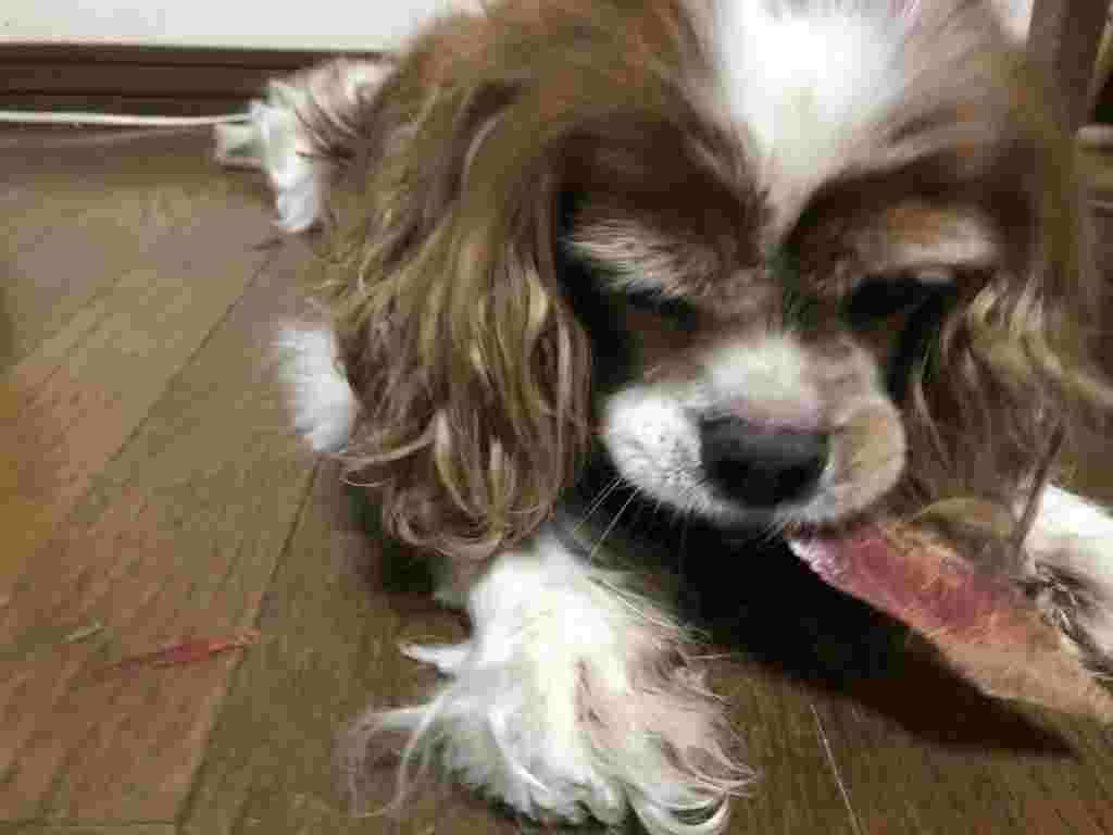 塩分が少ない鰹節を食べている犬の画像