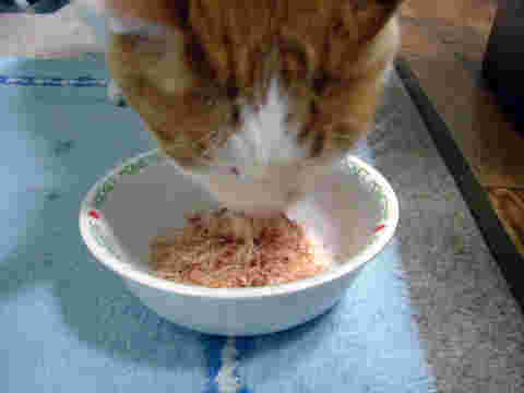 塩分が少ない鰹節を食べる猫の画像