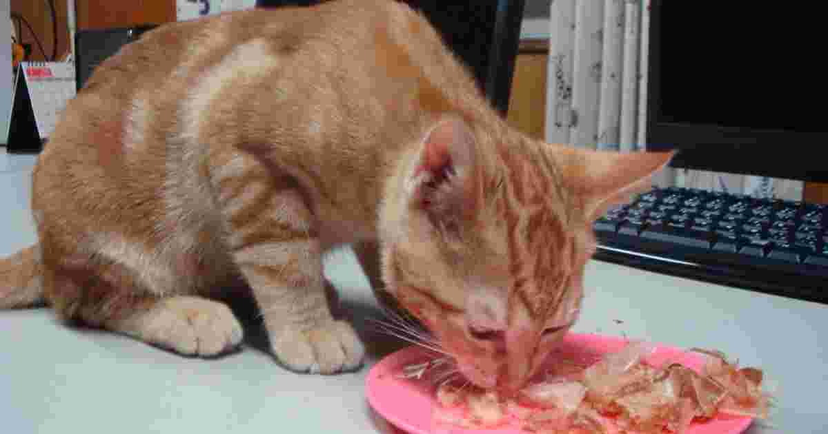 塩分が少ない鰹節に夢中の猫画像