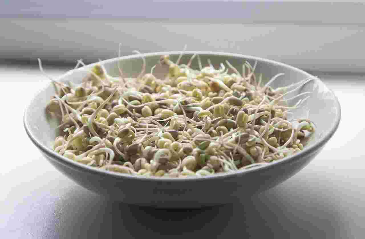 皿の中の豆もやし