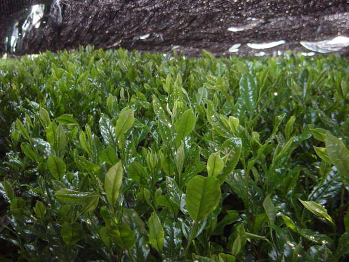 覆いをかけられた玉露用緑茶畑