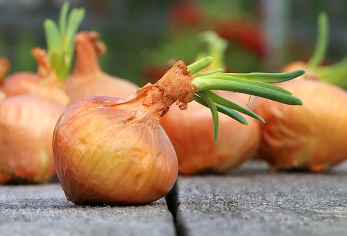 上部から芽が生えて全体的にしわしわになってしまった腐った玉ねぎ