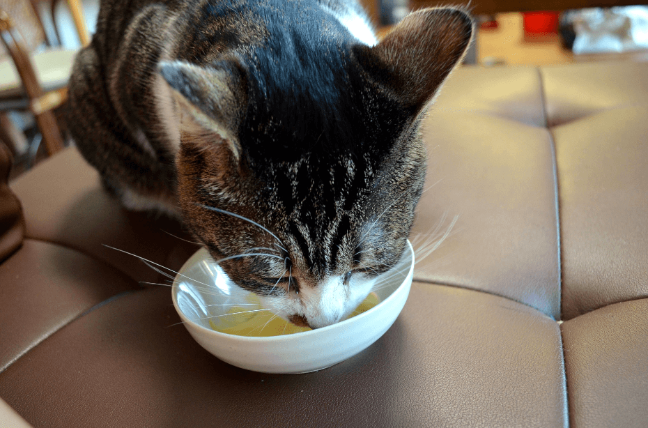 副作用が心配なマヌカハニーをなめる猫