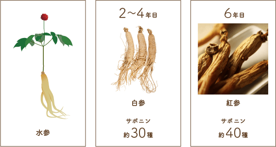 高麗人参はサポニンが最大になる6年根のこと