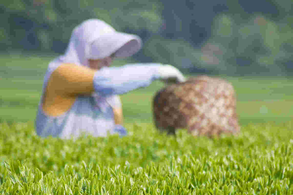 緑茶の茶葉